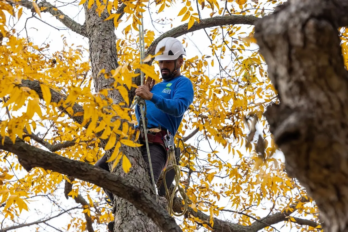 Skilled Storm Damage Cleanup crew working in Mayodan